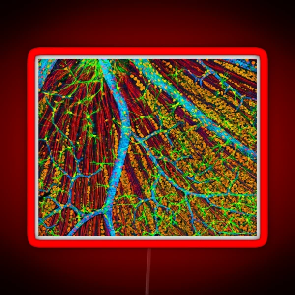 Retina Blood Vessels And Nerve Cells P424 0244 RGB Neon Sign