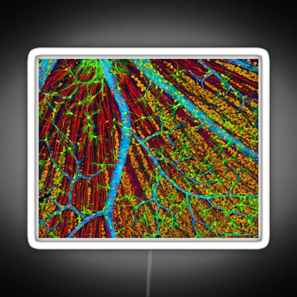 Retina Blood Vessels And Nerve Cells P424 0244 RGB Neon Sign