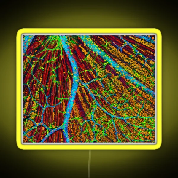 Retina Blood Vessels And Nerve Cells P424 0244 RGB Neon Sign