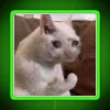 sad cat meme rgb neon sign vibrant colors