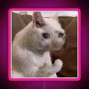 sad cat meme neon sign pink rgb