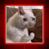 sad-cat-meme-rgb-neon