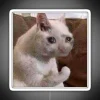 Sad cat meme with RGB neon sign