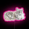 seal-ragdoll-design-floppy-cat-lovers-gift-rgb-neon-sign-pink