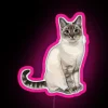 silly-lynx-point-cat-featuring-an-rgb-neon-pink-sign