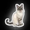 A silly Lynx Point cat with a blep pose under an RGB neon sign - colorful and playful cat photo.