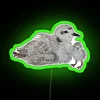 Snowy plover standing in front of a neon sign with green hues amidst a snowy landscape.