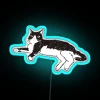 Tuxedo cat standing in front of an RGB neon sign with a blue hue.