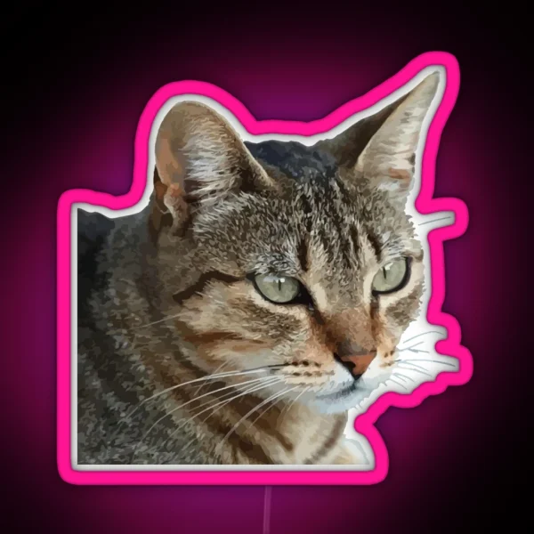 Stunning Tabby Cat Close Up Portrait Vector Isolated RGB Neon Sign