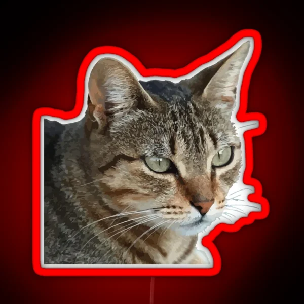 Stunning Tabby Cat Close Up Portrait Vector Isolated RGB Neon Sign
