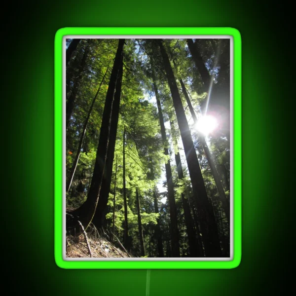 Sunlit Fir Trees RGB Neon Sign