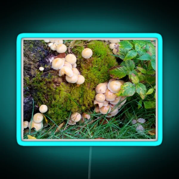 Toadstools In The Elan Valley RGB Neon Sign