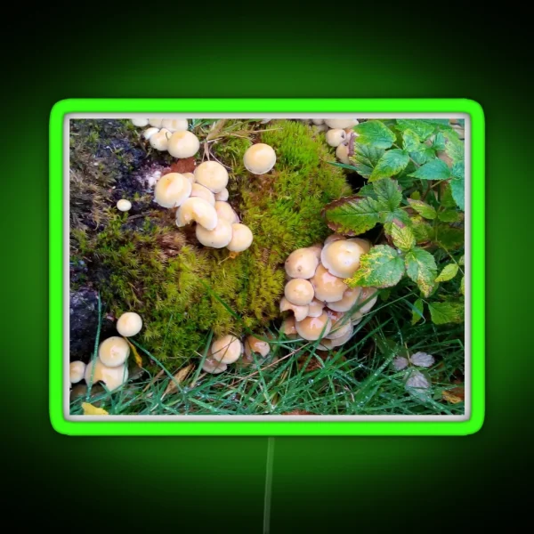 Toadstools In The Elan Valley RGB Neon Sign
