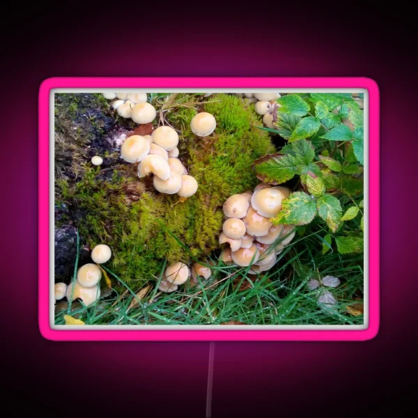 Toadstools In The Elan Valley RGB Neon Sign