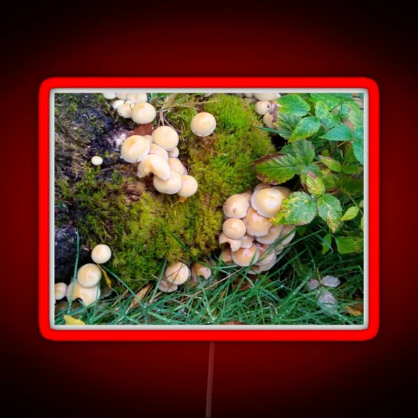 Toadstools In The Elan Valley RGB Neon Sign