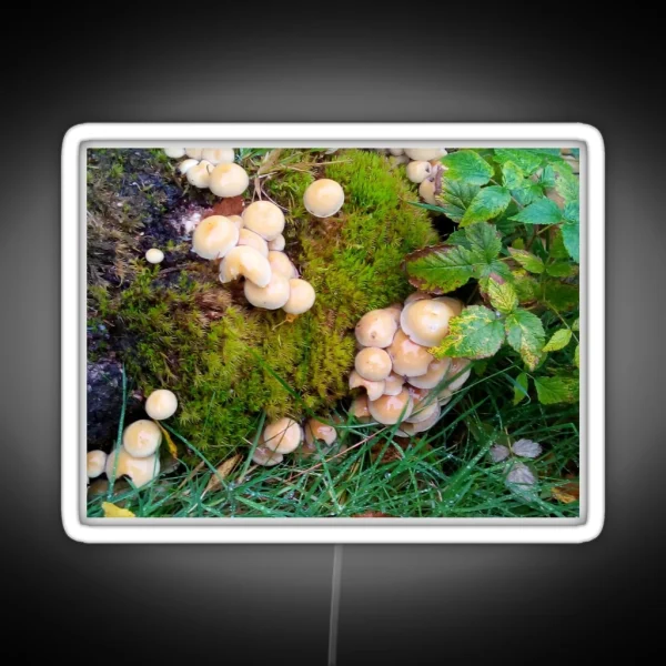 Toadstools In The Elan Valley RGB Neon Sign