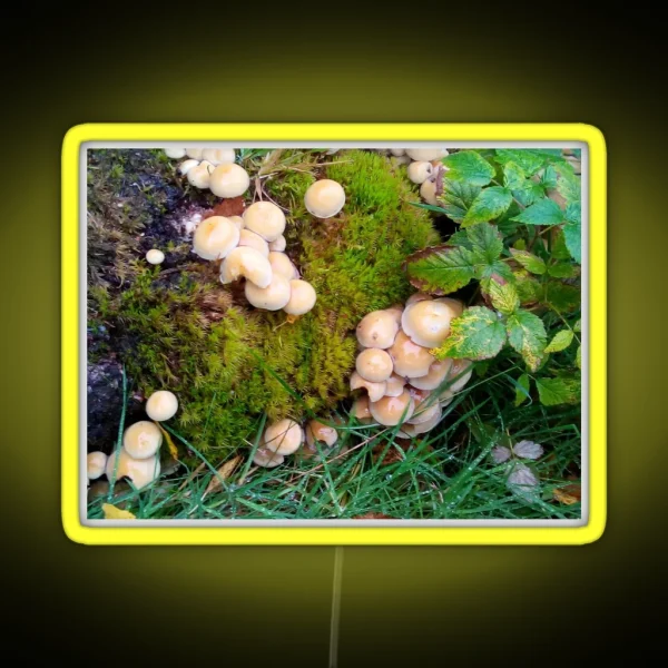 Toadstools In The Elan Valley RGB Neon Sign