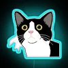 Close-up portrait of a tuxedo cat looking up with neon blue accents in the background.