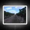 Vineyard with row of grapes and neon winery sign.