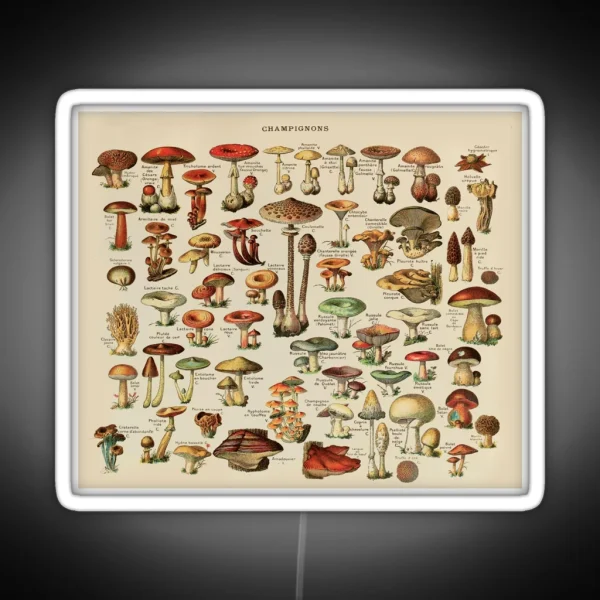 Vintage Edible Mushroom Chart RGB Neon Sign