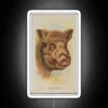 Vintage illustration of a wild boar in a neon-lit background, with an 1880s aesthetic.