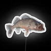 Neon sign reading Walleye in bold white letters against a dark background.