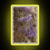 Wisteria blooming in neon hues, watercolor-style signage