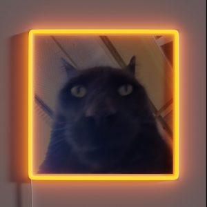 Awkward Black Cat To Stare At You RGB Neon Sign Awkward Black Cat To Stare At You RGB Neon Sign