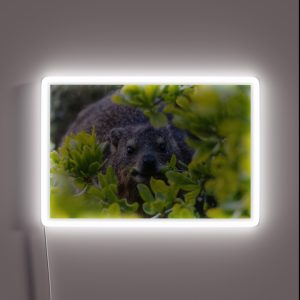 Cape Hyrax On Boulders Beach RGB Neon Sign