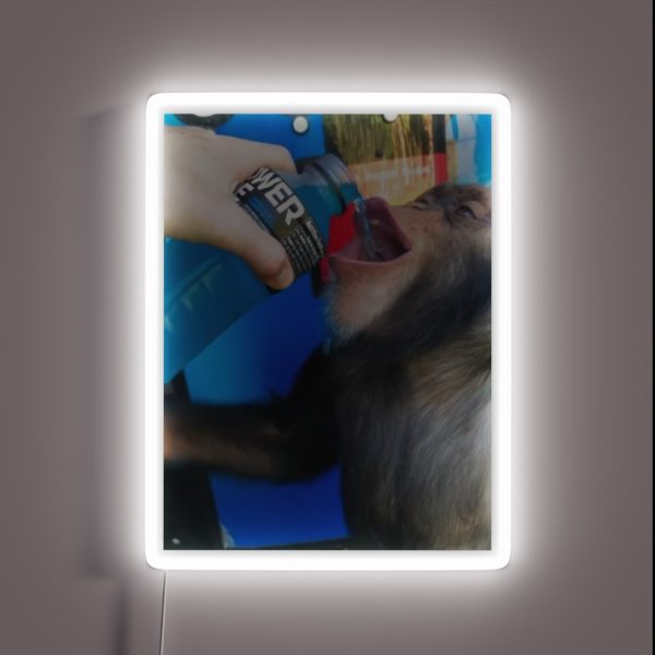 Chimp Drinking Powerade RGB Neon Sign