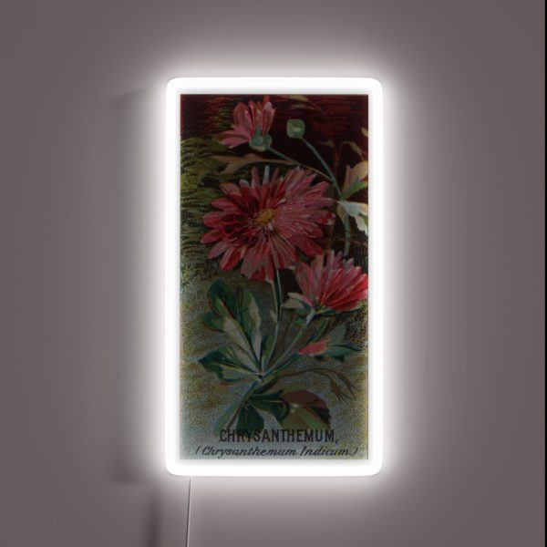 Chrysanthemum Chrysanthemum Indicum RGB Neon Sign