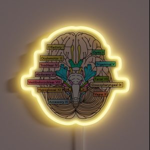 Cranial Nerves RGB Neon Sign