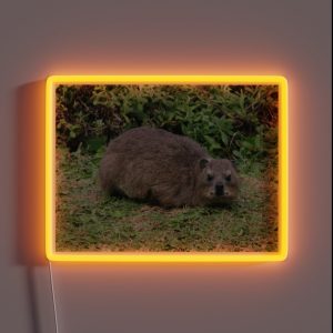 Cute Dassie Rock Hyrax Table Mountain South Africa RGB Neon Sign Cute Dassie Rock Hyrax Table Mountain South Africa RGB Neon Sign