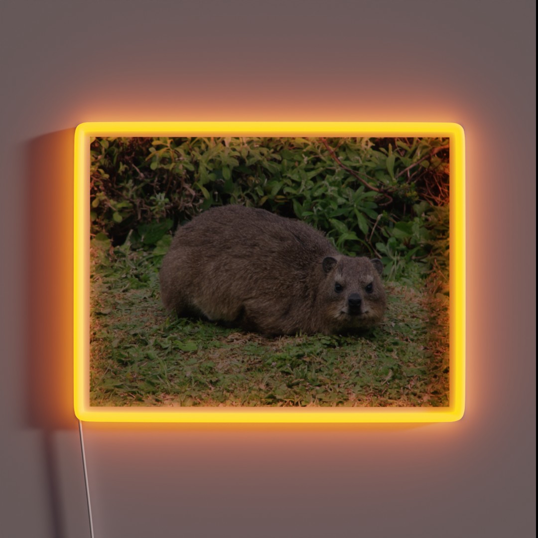 Cute Dassie Rock Hyrax Table Mountain South RGB Neon Sign Cute Dassie Rock Hyrax Table Mountain South RGB Neon Sign