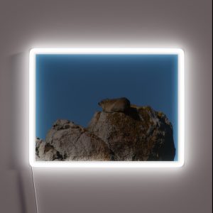 Cute Dassie Sitting On Rock Table Mountain South Africa RGB Neon Sign Cute Dassie Sitting On Rock Table Mountain South Africa RGB Neon Sign