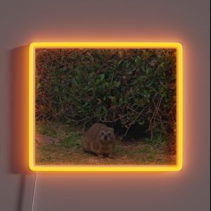 Cute Rock Hyrax Dassie Table Mountain South Africa RGB Neon Sign Cute Rock Hyrax Dassie Table Mountain South Africa RGB Neon Sign