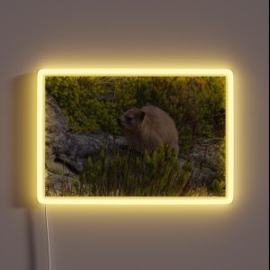 Dassie Hyrax On Top Of Table Mountain South Africa RGB Neon Sign
