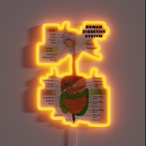 Diagram Of The Human Digestive System RGB Neon Sign