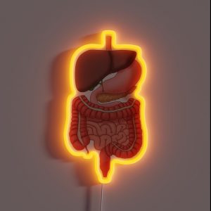 Digestive System Organs Medical Illustration RGB Neon Sign