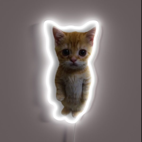 El Gato Kitten Tiktok Meme RGB Neon Sign