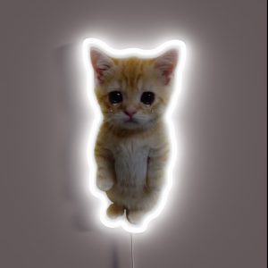 HQ Sad Crying Cat Standing Up Meme RGB Neon Sign