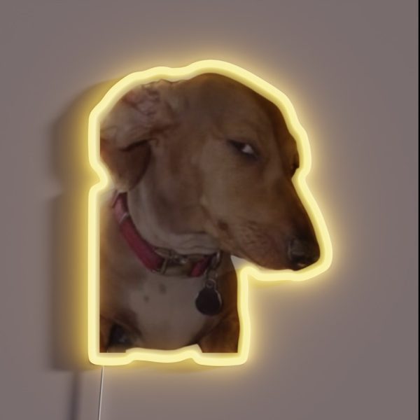 Side Eye Dog Meme RGB Neon Sign