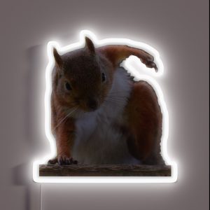 Squirrel Hero Landing Bearskin RGB Neon Sign
