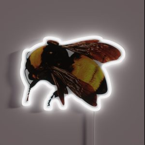 Tyler The Creator S Flower Boy RGB Neon Sign