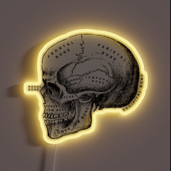 Vintage Anatomical Medical Skull Illustration RGB Neon Sign