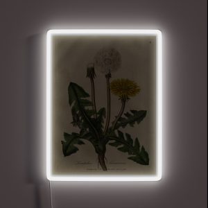 Vintage Botanical Dandelion RGB Neon Sign